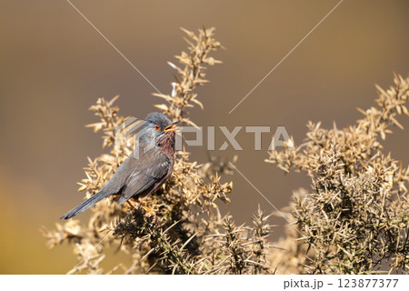 Dartford warbler singing on gorse Dartford warbler singing on gorse 123877377