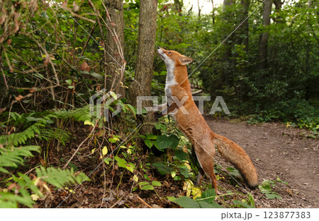 Red fox standing on its hind legs with its front paws against a tree trunk in a forest Red fox standing on its hind legs with its front paws against a tree trunk in a forest 123877383