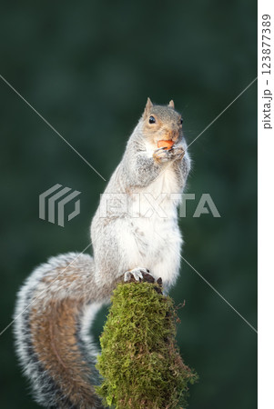 Grey squirrel eating nut on a mossy tree branch 123877389