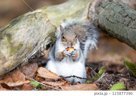 Grey squirrel eating sweet chestnut fruit in autumn 123877390