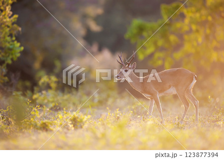 Pampas deer standing in a meadow under soft sunset light 123877394
