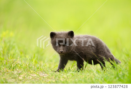 Portrait of a cute Arctic fox cub standing in a meadow Portrait of a cute Arctic fox cub standing in a meadow 123877428