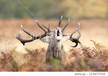Portrait of a red deer stag calling during the rut in autumn Portrait of a red deer stag calling during the rut in autumn 123877430