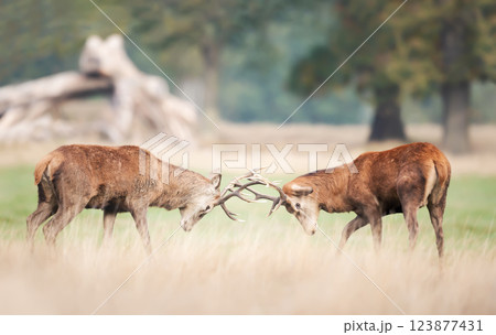 Young red deer stags practice fighting during the rutting season in autumn Young red deer stags practice fighting during the rutting season in autumn 123877431