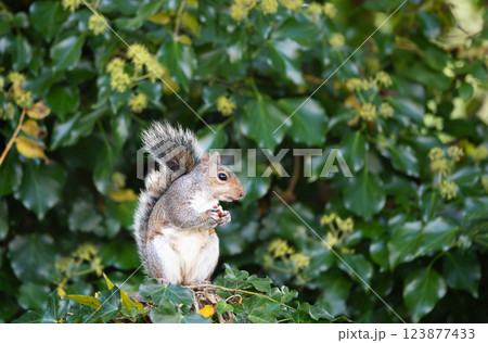 Cute grey squirrel eating nut on a tree branch in autumn Cute grey squirrel eating nut on a tree branch in autumn 123877433