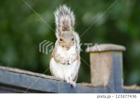 Portrait of a cute curious grey squirrel standing on a garden fence 123877436