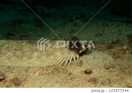 A Philippine Flounder, this flatfish an change color and texture to blend in with the ocean floor  123877544