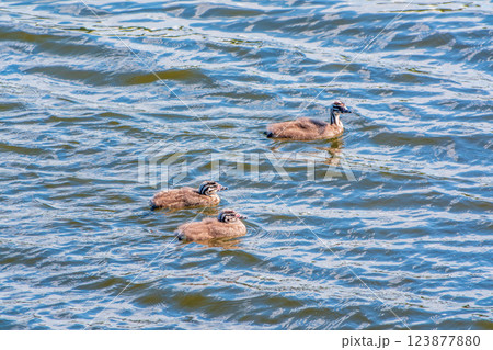 The waterfowl bird, great crested grebe with chick, swimming in the lake. The waterfowl bird, great crested grebe with chick, swimming in the lake. 123877880
