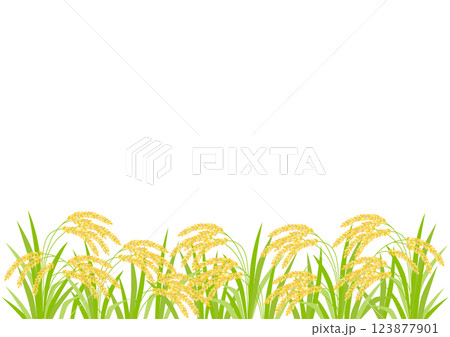 たわわに実った稲穂のイラスト 123877901