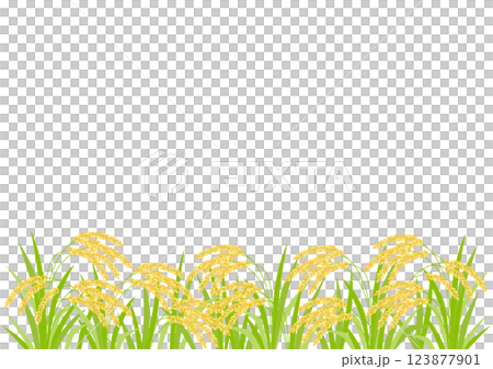 たわわに実った稲穂のイラスト 123877901