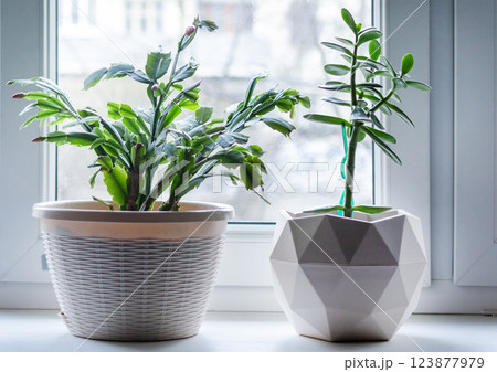 Schlumberger flower and Fat Woman flower in pots on the windowsill in the living room. Schlumberger flower and Fat Woman flower in pots on the windowsill in the living room. 123877979