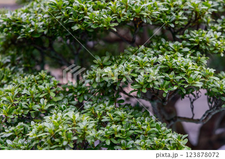 Lush green leaves of a bonsai tree arranged in layered formations Lush green leaves of a bonsai tree arranged in layered formations 123878072