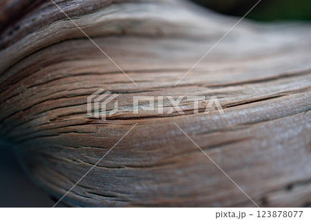 Close-up of an ancient bonsai trunk highlighting intricate surface details with deep grooves 123878077