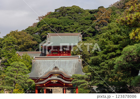 Tsurugaoka Hachimangu Shrine in Kamakura Japan with traditional red and black wooden architecture 123878086