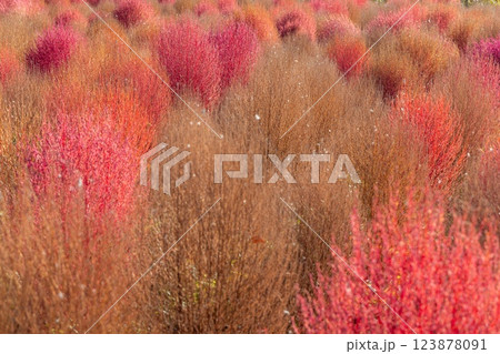 Field of red and brown kochia bushes creates a textured natural background Field of red and brown kochia bushes creates a textured natural background 123878091