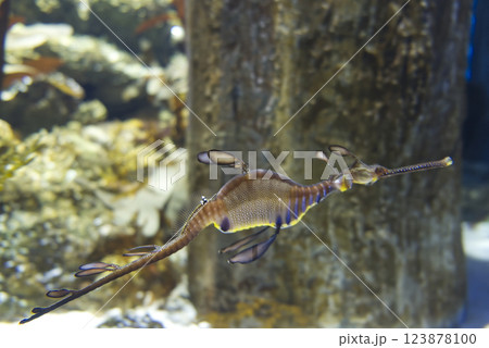 Leafy Seahorse in water 123878100