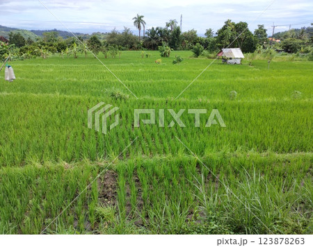 A wide valley covered with rice terraces and rice paddies and a distant volcano under a blue sky in Bali. 123878263