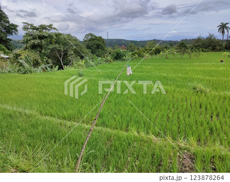 A wide valley covered with rice terraces and rice paddies and a distant volcano under a blue sky in Bali. 123878264