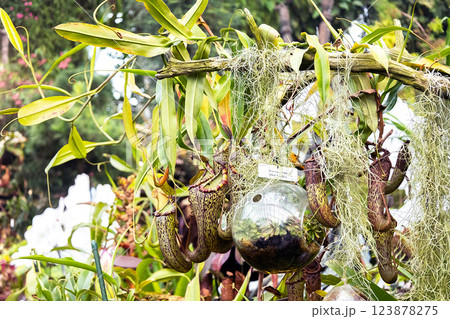 A close-up view of a group of pitcher plants, a type of carnivorous plant 123878275
