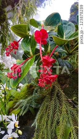 Beautiful blooming bright pink Medinilla magnifica, Philippine Orchid, inside greenhouse on green pants background. Gardening hobby, plant breeding and cultivation 123878289