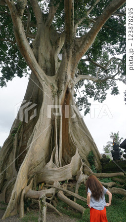 Bayan Ancient Tree In Bali: The Kayu Putih Giant Tree Bayan Ancient Tree In Bali: The Kayu Putih Giant Tree 123878295