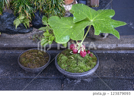 ハッカクレン 123879093