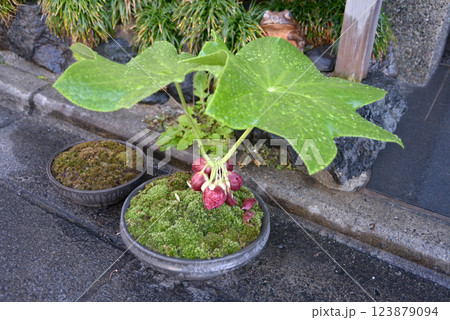 ハッカクレン ハッカクレン 123879094