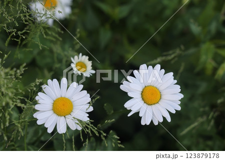 Blurred green leaves background with a lovely white daisy flower. Space for adding text. 123879178