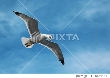 Seagull flying in the sky 123879564
