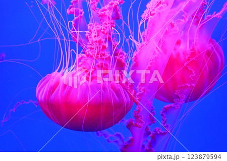 Pink dangerous medusas swims underwater Pink dangerous medusas swims underwater 123879594