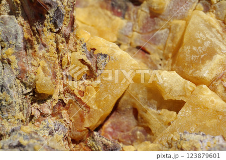 Natural hard yellow resin of pine tree Natural hard yellow resin of pine tree 123879601