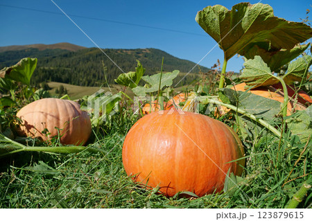 Big orange pumpkins grows in garden Big orange pumpkins grows in garden 123879615
