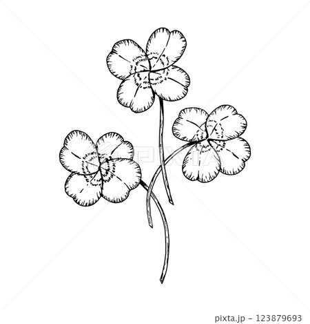 Hand-drawn black and white illustration of three lucky four-leaf clovers. A timeless botanical symbol of luck and prosperity, ideal for Irish folklore, St. Patrick s Day and natural products designs 123879693