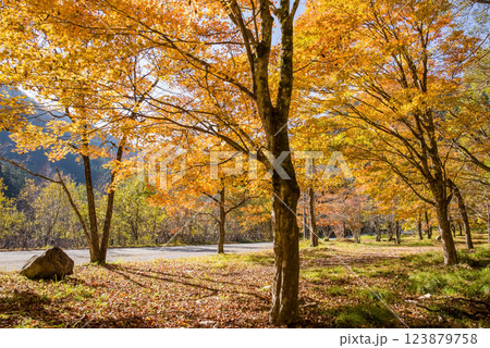 《紅葉素材》黄金色に色付いた木々・岐阜県高山市清見町R257沿い 123879758