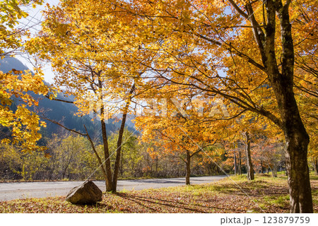 《紅葉素材》黄金色に色付いた木々・岐阜県高山市清見町R257沿い 123879759