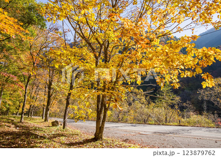 《紅葉素材》黄金色に色付いた木々・岐阜県高山市清見町R257沿い 123879762