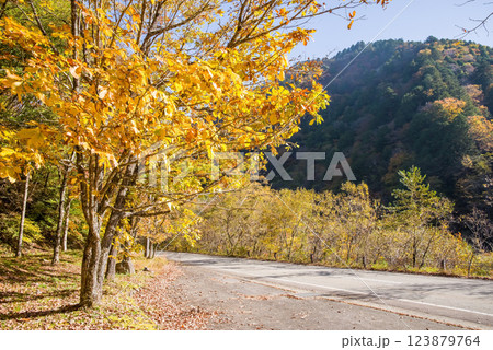 《紅葉素材》黄金色に色付いた木々・岐阜県高山市清見町R257沿い 123879764