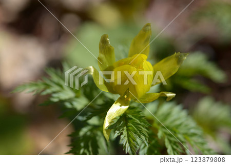 フクジュソウ 123879808