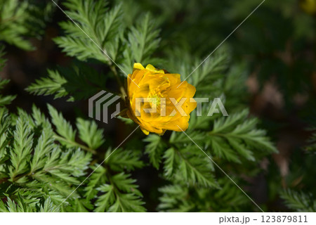 フクジュソウ 123879811