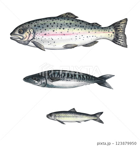 Set with fish, trout, mackerel, sardines. A hand-drawn watercolor illustration. Color image of seafood. Separate from the background. Perfect for menus, recipe books, packages, labels, invitations. Set with fish, trout, mackerel, sardines. A hand-drawn watercolor illustration. Color image of seafood. Separate from the background. Perfect for menus, recipe books, packages, labels, invitations. 123879950
