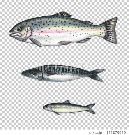 Set with fish, trout, mackerel, sardines. A hand-drawn watercolor illustration. Color image of seafood. Separate from the background. Perfect for menus, recipe books, packages, labels, invitations. 123879950