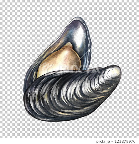 Fresh mussels. A hand-drawn watercolor illustration. Color image of seafood. The isolate. Perfect for menus, recipe books, packages, labels, invitations, and more. 123879970