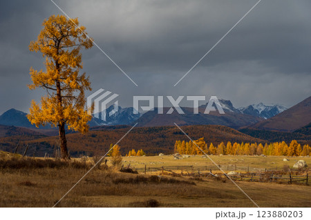 Golden autumn tree in mountain landscape under dramatic cloudy skies 123880203