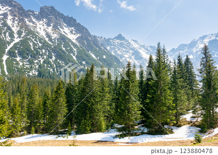 mountain landscape with forest and distant peaks. green nature environment in spring 123880478