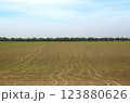 Wide cornfield with neat rows of young corn plants sprouting from soil. 123880626
