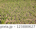 Young cornfield with neat rows of small, green corn plants sprouting from soil. 123880627