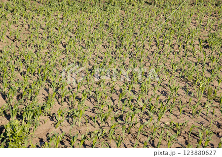 Young cornfield with neat rows of small, green corn plants sprouting from soil. 123880627