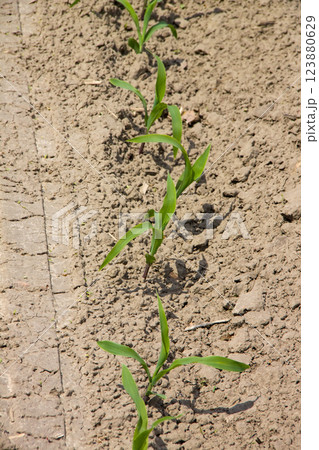 A row of young corn seedlings grows in an agricultural field. A row of young corn seedlings grows in an agricultural field. 123880629