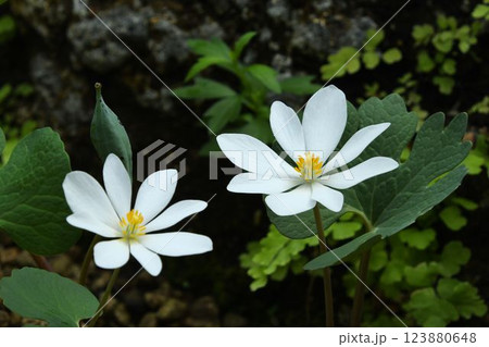北アメリカ原産の白色の花弁に黄色の雄しべが綺麗な二輪のサンギナリア・カナデンシス 北アメリカ原産の白色の花弁に黄色の雄しべが綺麗な二輪のサンギナリア・カナデンシス 123880648
