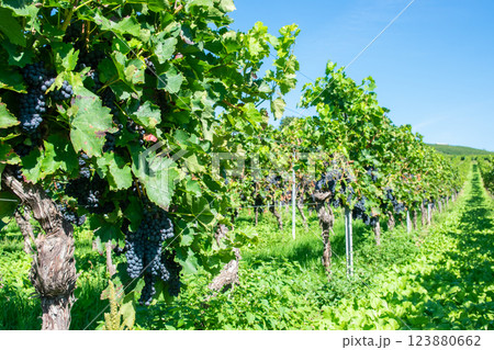 Much trees and big bunche of red wine grapes in sunny weather on the vineyard.  123880662